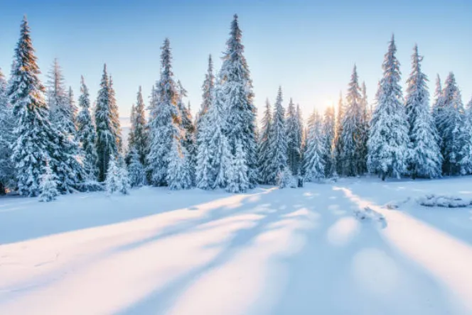 Photo d'une forêt de pins enneigée et illuminée par le soleil.